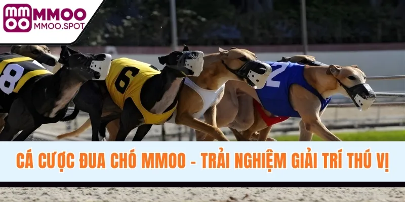Cá Cược Đua Chó - Sự Giao Thoa Tốc Độ Và Giải Trí Tại MMOO